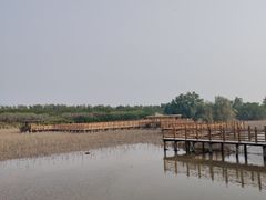 -大湾区中央湿地公园