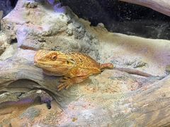 -宠物世家(仲盛世界商城店)