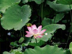 -荔湾湖公园