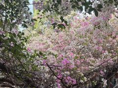 -莲花山公园