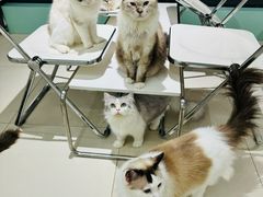-怪兽屋·羊驼·猫咖·狗咖(俊华广场店)
