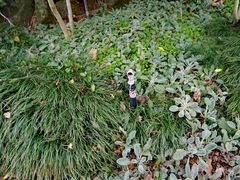-墨尔本皇家植物园