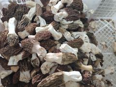 羊肚菌-双喜农庄·菌香园(安居家园店)