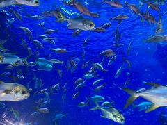 -上海海洋水族馆