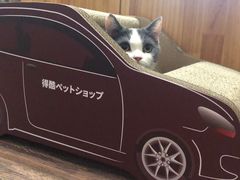 -宠爱国际动物医院· 猫科· 外科·中兽医(长白店)