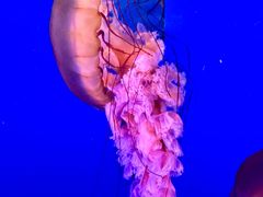 -太平洋海底世界