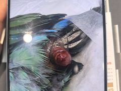 -瑞派·关忠动物医院·异宠专科·犬猫肿瘤·皮肤专科(望京店)