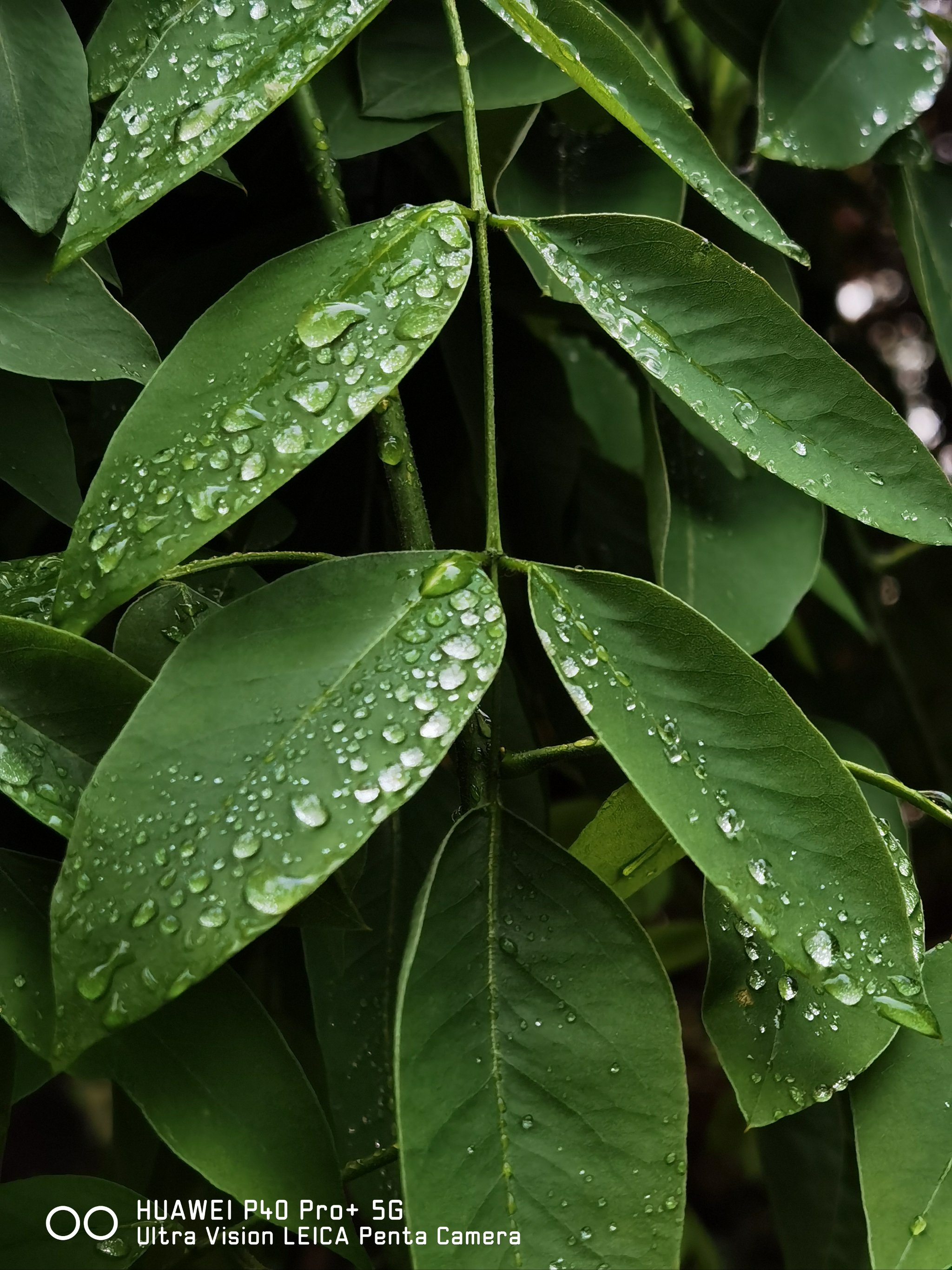 雨后树叶滴水的图片图片