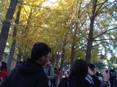-三里屯东五街银杏大道