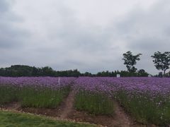 -同里国家湿地公园