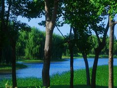 -上海滨江森林公园