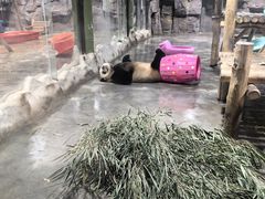 -栾川竹海野生动物园