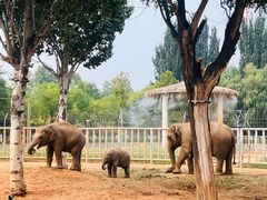 -石家庄市动物园