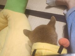 -逗柴咖啡屋·狗咖猫咖宠物桌游