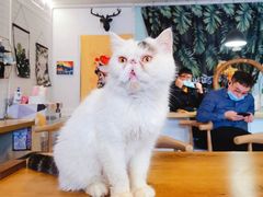 -平行世界·猫咖(首经贸店)