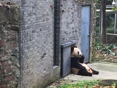 -都江堰中华大熊猫苑