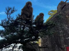 -黄山风景区
