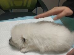 -天使宠物医院·犬猫分诊(彩虹店)