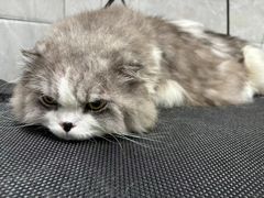 -芭比堂动物医院·24小时·眼科中心(深圳中心)