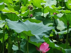 -莲池书院博物馆