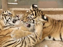 -北京野生动物园