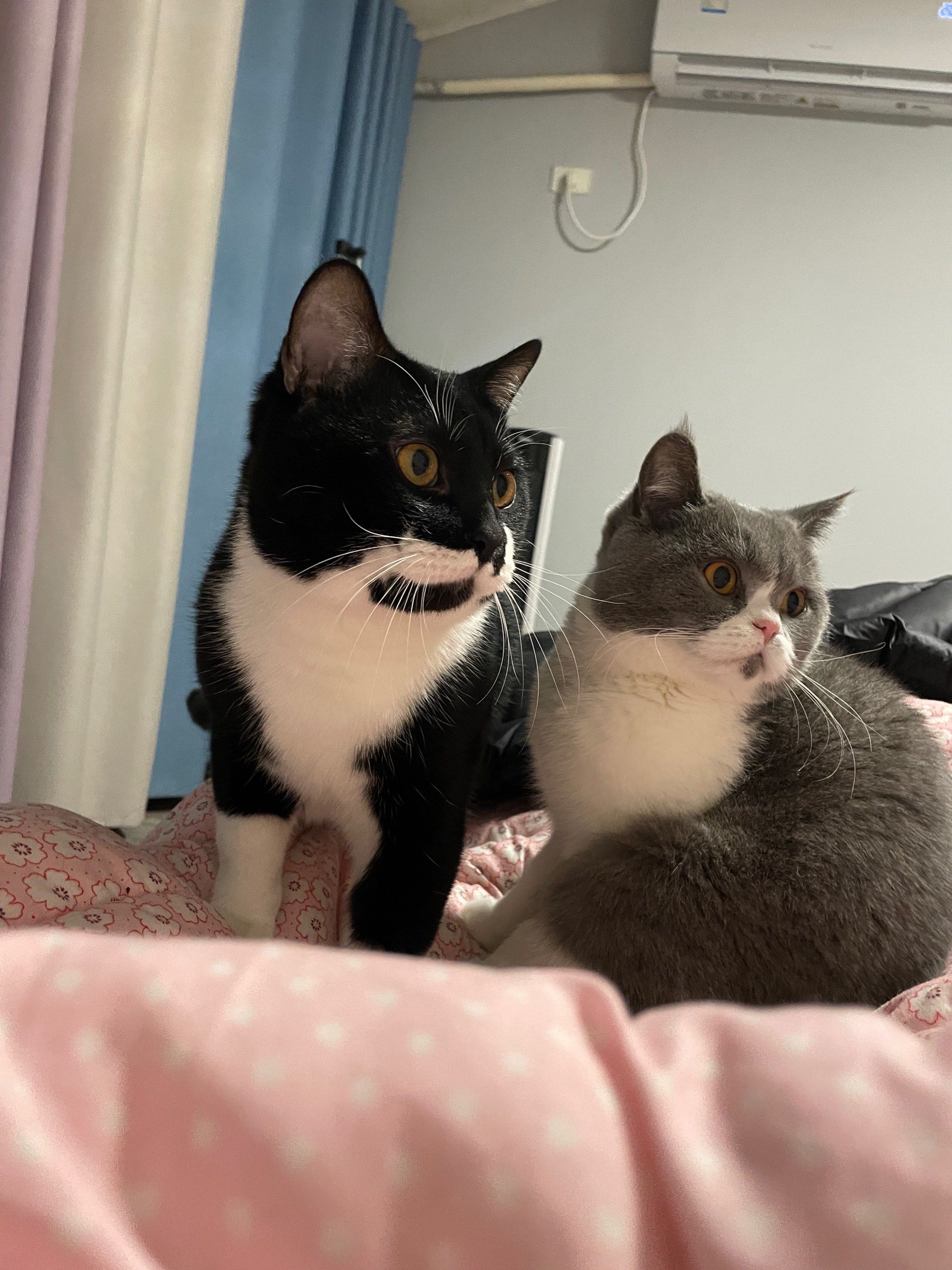 奶牛猫也可以不是深井冰