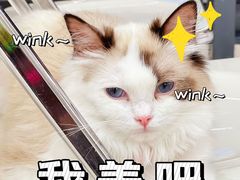 -怪兽屋·羊驼·猫咖·狗咖(俊华广场店)