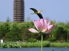-西海子公园