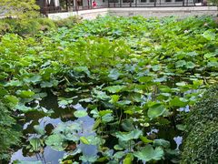-上海醉白池公园
