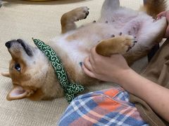 -逗柴咖啡屋·狗咖猫咖宠物桌游