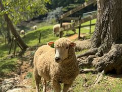 -神户市立六甲山牧场