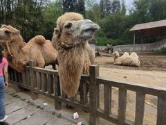 -贵州森林野生动物园