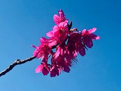 -花开海上生态园