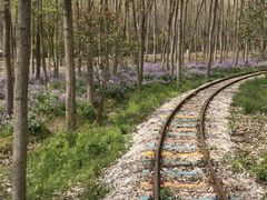 -合肥滨湖国家森林公园