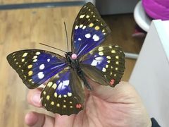 -上海昆虫博物馆