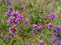 -紫海香堤香草艺术庄园