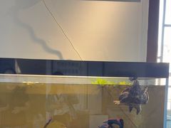 -灵龟之家百象馆(百象馆联合旗舰店)