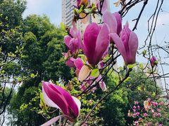 -重庆市江北嘴中央商务区中央公园