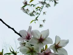 -上海滨江森林公园