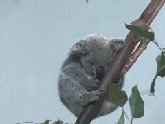 -广州长隆野生动物世界
