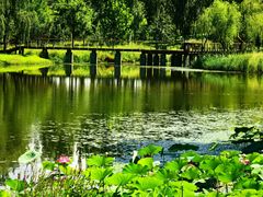 -东郊湿地公园