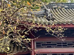 -棠湖公园