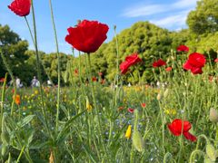 -上海共青森林公园