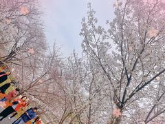 -顾村公园