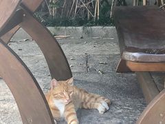 -金山农民画村-枫泾波兰倒置屋