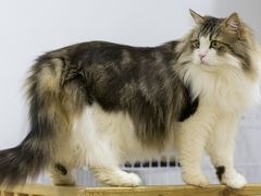 -柴迷FANS CLUB·柴犬狗咖·猫咖