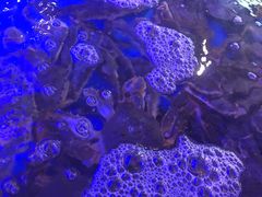 -蟹之国·精品蟹料理(极地店)