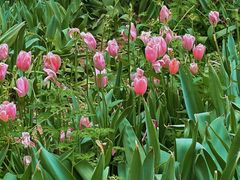 -洛阳郁金香牡丹园