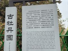 -洛阳市牡丹公园