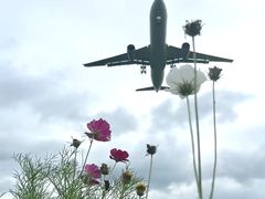 -空港花田景区